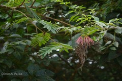 Calliandra calothyrsus